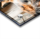 Maine Coon Tri-color Cat Acrylic print