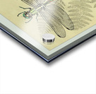 Green Dragonfly  Acrylic print