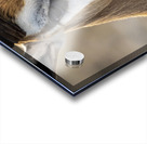 Elegance in Nature Acrylic print