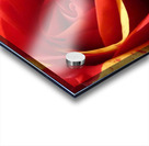 Original Red and Yellow Rose on an Abstract Background Acrylic print