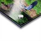 Great Blue Heron couple in flight Acrylic print