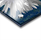 White Daisy Flower with Light Turquoise Centre on an Abstract Background Acrylic print