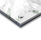 Abstract White Double Daisy on a Pale Monochrome Abstract Background Acrylic print