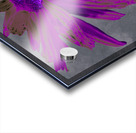 Deepest Pink Abstract Daisy Flower on a Grey Abstract Background Acrylic print