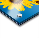 Sunflowers and Blue Sky Acrylic print