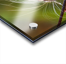 Trapped Acrylic print