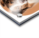 Australian Shepherd Informative Poster Acrylic print