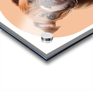 Bulldog Informative Poster Acrylic print