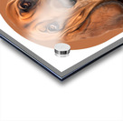 Bloodhound Informative Poster Acrylic print