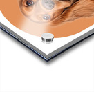 Cocker Spaniel Informative Poster Acrylic print