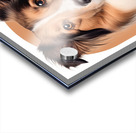 Collie Informative Poster Acrylic print