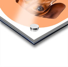 Dachshund Informative Poster Acrylic print