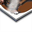 Doberman Informative Poster Acrylic print