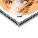 Golden Retriever Informative Poster Acrylic print