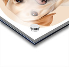 Labrador Retriever Informative Poster Acrylic print