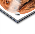 Irish Setter Informative Poster Acrylic print