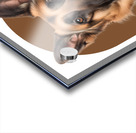 German Shepherd Informative Poster Acrylic print