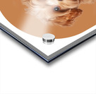 Maltipoo Informative Poster Acrylic print