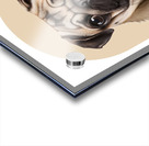 Pug Informative Poster Acrylic print