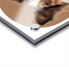 Papillon Informative Poster Acrylic print