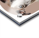 Whippet Informative Poster Acrylic print