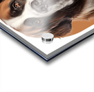 Saint Bernard Informative Poster Acrylic print