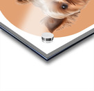 Yorkshire Terrier Informative Poster Acrylic print