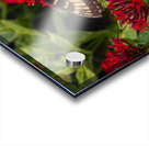 Eastern Tiger Swallowtail - Crimson Pentas Delight Acrylic print