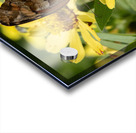 Variegated Fritillaries - Butterfly Courtship on Zinnias Acrylic print