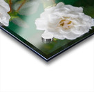 Pearly White Roses Acrylic print