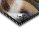 Graylag Goose - Reflection Acrylic print
