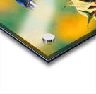 Blue Grosbeak - Summer Love Acrylic print