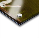 Spoonbill Model Acrylic print