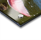 Roseate Spoonbill - I Believe I Can Fly Impression Acrylique