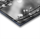 Weeping Cherry Blooms And Branches Grayscale Acrylic print