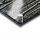 Trees Outlined with Snow  Acrylic print