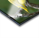 Yellow Warbler  Mangrove  Acrylic print