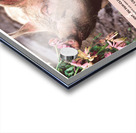 ADELARD LA PORKSTAR Acrylic print