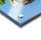 Sitting Pretty Acrylic print