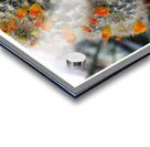 DES FLEURS SUR UN LIT D EPINES Acrylic print