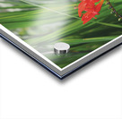 LE TREMPLIN Acrylic print
