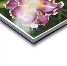 LA FLEUR DE L AGE Acrylic print