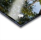 Birch Trees by Fort Point Lighthouse in Midcoast Maine Acrylic print