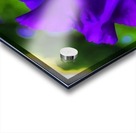 Purple Iris2 Acrylic print