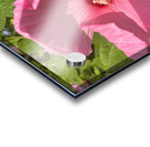 Pretty in pink Acrylic print