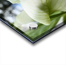 Budding in spring  Acrylic print