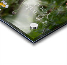 Poppy Thank You Acrylic print