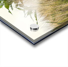 Wheat Shooting Upward Acrylic print