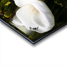 Calla Lily Purity Acrylic print