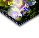 Passion Flower Passiflora  Acrylic print